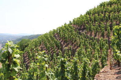 Christophe Pichon Condrieu Vineyards